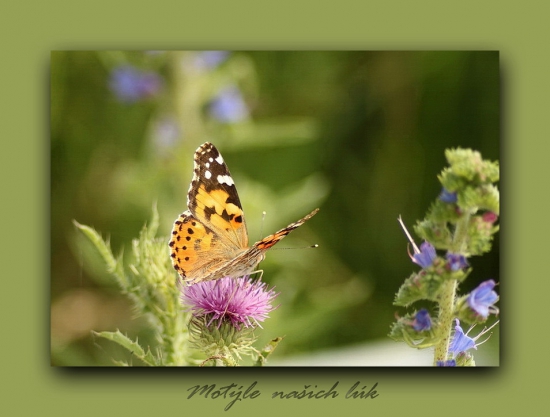 babôčka bodliakova