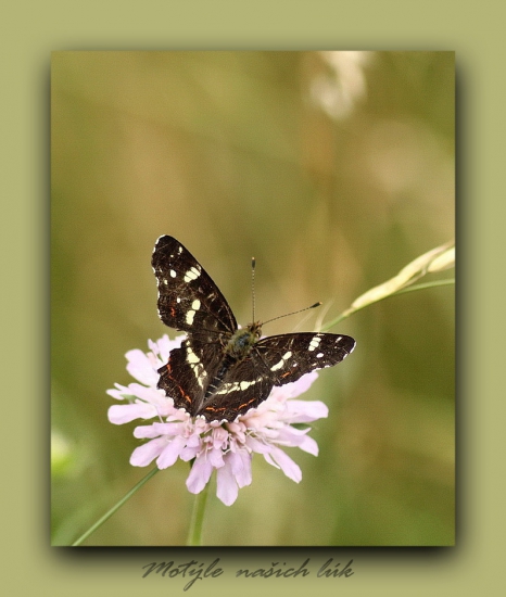 babôčka sieťkovaná