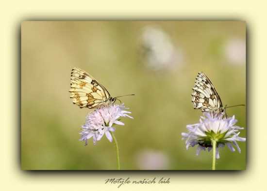očkáň timotejkový