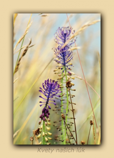 Leopoldia chochlatá