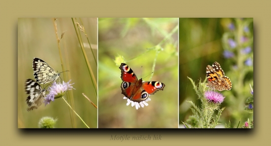 motýle