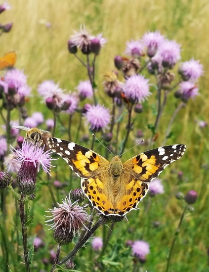 babôčka bodliakova
