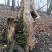 No prosto príroda...