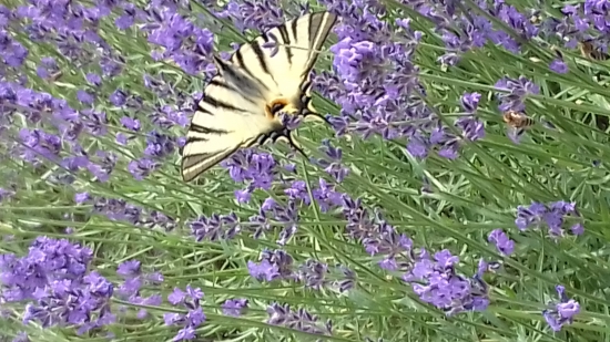 Aj doma máme prírodu.