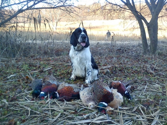 Zopár aportíkov :-)