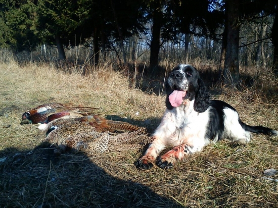 Nero a jeho bažanti