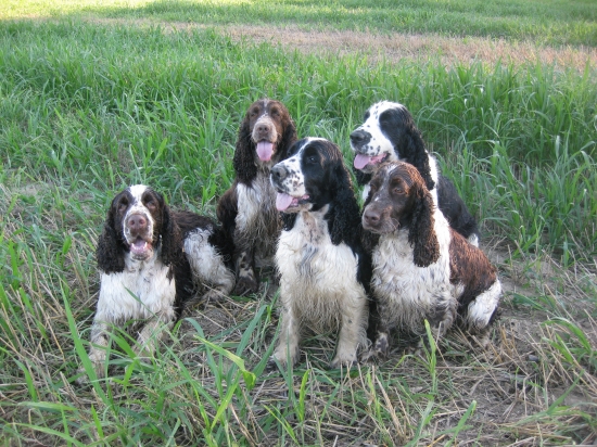 Moja neúplná svorka špringrov :-)