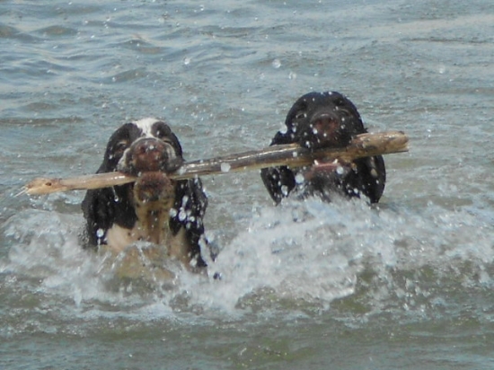 Spolupráca Českého fúzača a Anglického špringer španiela
