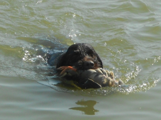 učíme sa aportovať :-)