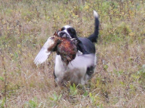 Hrdý aport - Norbert Ruthless