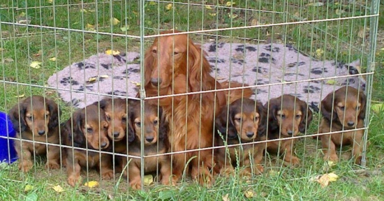 Snehulienka a sedem trpaslíkov :-)