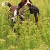 Všestrannky - vlečka srstnatej
