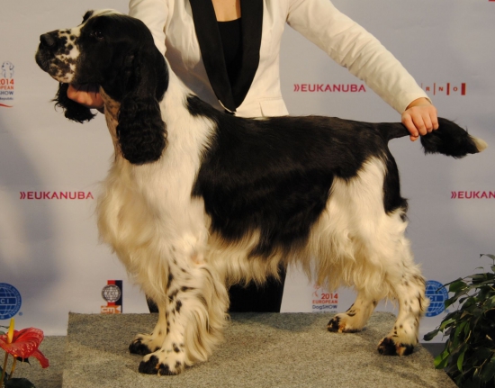 Európska  výstava psov Brno