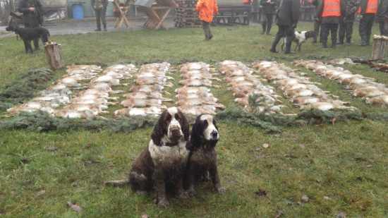 Poľovačka na zajace :-)