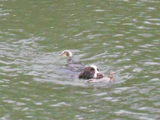 Aport bažanta z vody :-)
