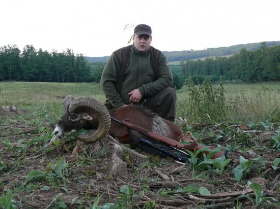 Zlaty muflon