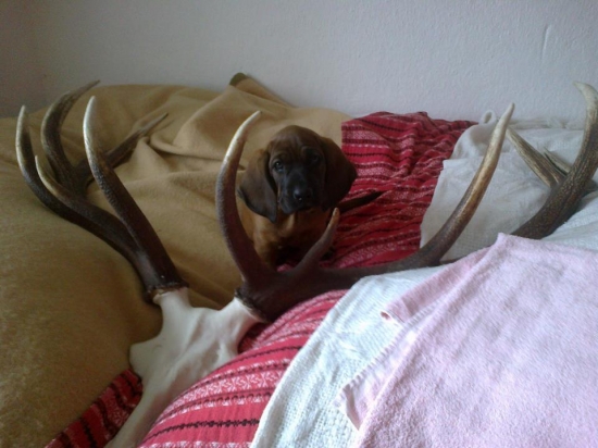 AXA Z revíru Radhošť