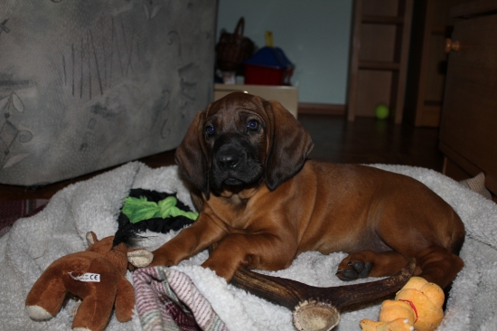 AXA Z revíru Radhošť