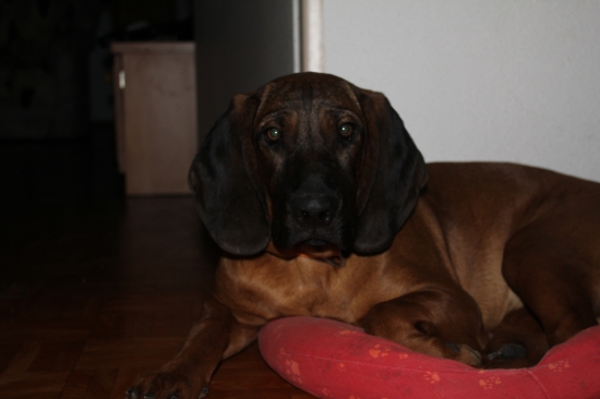 AXA Z revíru Radhošť