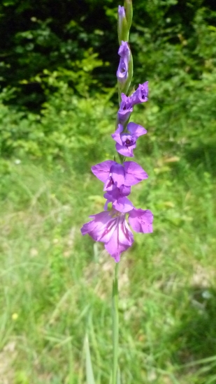 poľný Gladiol
