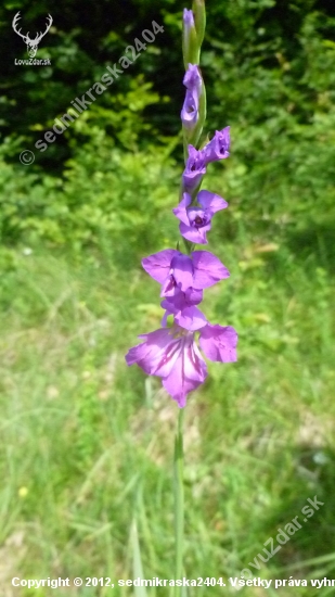 poľný Gladiol