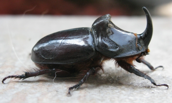 Jednorožec - trochu inak :-)