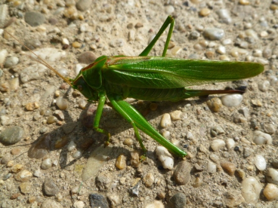 lúčny koník ...už len voz a môžeme zapriahať :-)