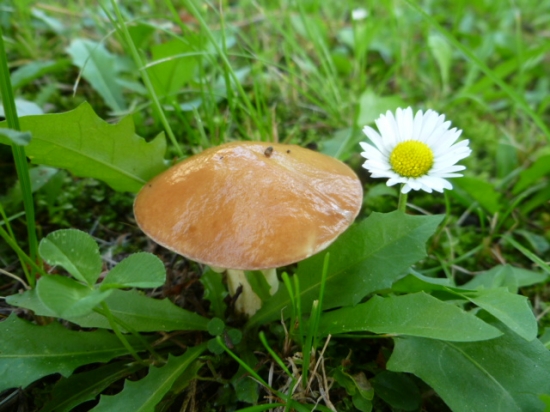 MASLÁK a SEDMIKRÁSKA