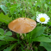MASLÁK a SEDMIKRÁSKA