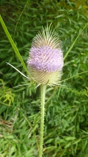 Keď je BODLIAK fešákom ...