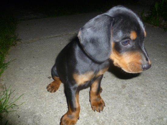 Náš nový člen rodiny