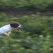 Field Trial