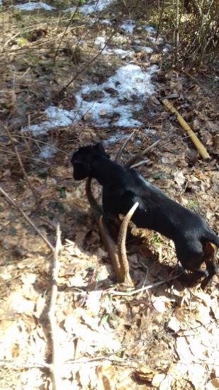 Dvanástorák 2,7 kg