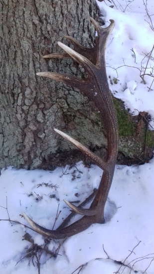 Pekný osemnásťtorák