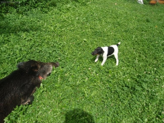 Asterix Laro Slovakia 4 mesiace  a  hlasi diviaka