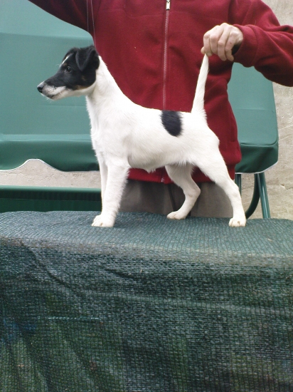 BERETA Laro Slovakia