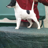 BERETA Laro Slovakia