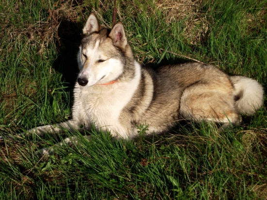 AIRIN Vlčí chodnik