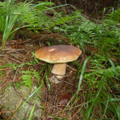 tohtoročný .