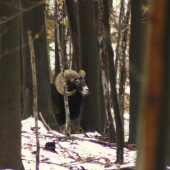 Muflón lesný