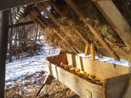 dneskajšie prikrmovanie