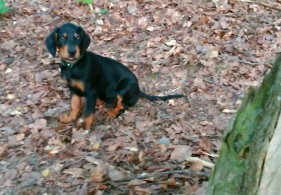 Ceer (Cezar) od Krivej hory