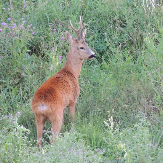 Krásavec rajeckej doliny :)