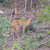 čo to tam na mňa kuká..
