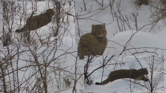 chcela by som sa opýtať či je to mačka divá?