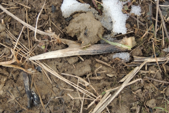 Dnešný.... môj životne druhý paroh :)