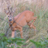 bol veľmi opatrný aj tak sa mi podarilo ho odfotit  :)