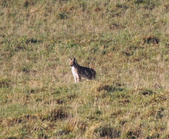 spomienka na malého rysa :)