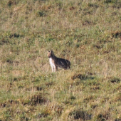 spomienka na malého rysa :)