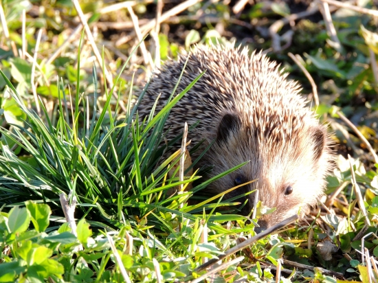 včerajšia nečakaná návšteva :)